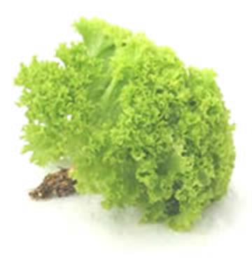 LETTUCE LOLLO BIONDI EACH