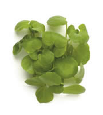 MICRO WATERCRESS PUNNET