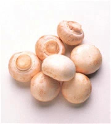 MUSHROOM BUTTON KG