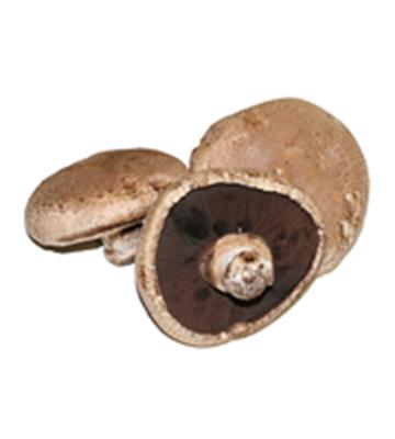 MUSHROOM FLAT (PORTOBELLO) KG