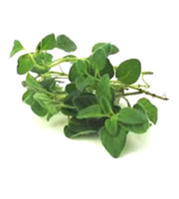 OREGANO 100GM BAG