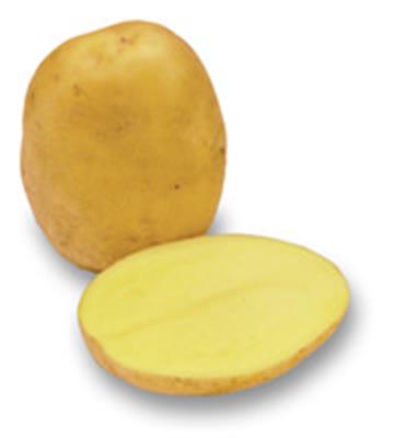 POTATO AGRIA KG