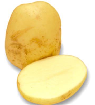 POTATO WASHED LARGE KG