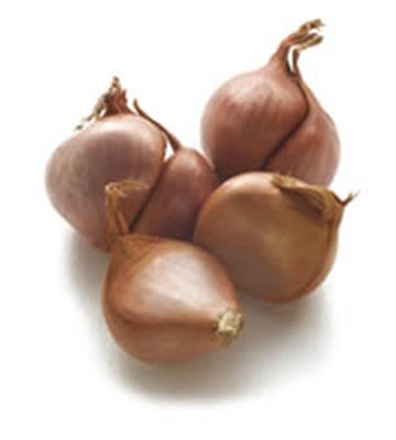 SHALLOT KG