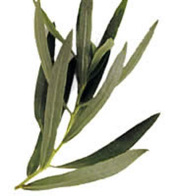 TARRAGON 100GM BAG