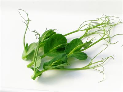 SNOWPEA TENDRILS (FEATHERS) 200GM PUNNET