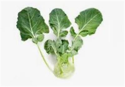 KOHLRABI KG