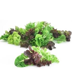 LETTUCE LOOSE FANCY (BABY LEAF) 1KG PUNNET