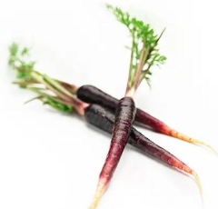 CARROT PURPLE KG