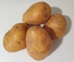 POTATO AGRIA WASHED LARGE KG