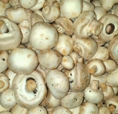 MUSHROOM MARKET MIX 4KG BOX