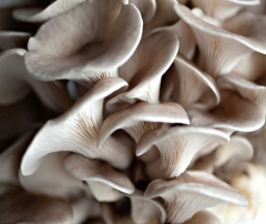 MUSHROOM OYSTER GREY 500GM PUNNET